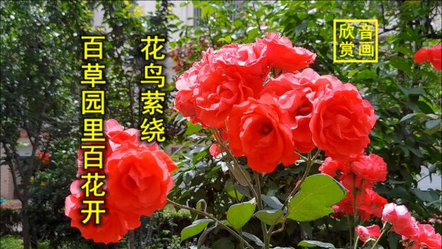 百草园里百花开,音画欣赏《花鸟萦绕》