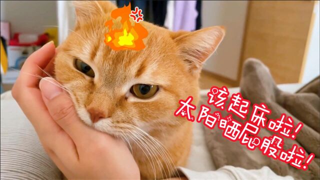 「短腿橘猫」布丁温柔的叫早服务,成功的将我唤醒,结果却是它..