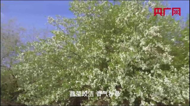 额尔古纳:山荆花开香满园