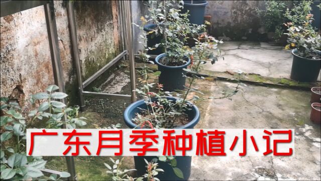 余晖扶壮狠心狂摘苞20210603小记