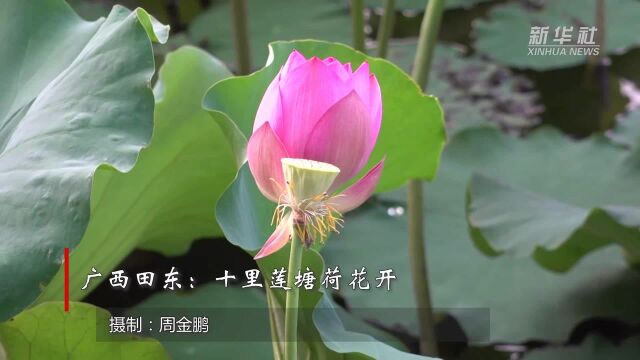 广西田东:十里莲塘荷花开