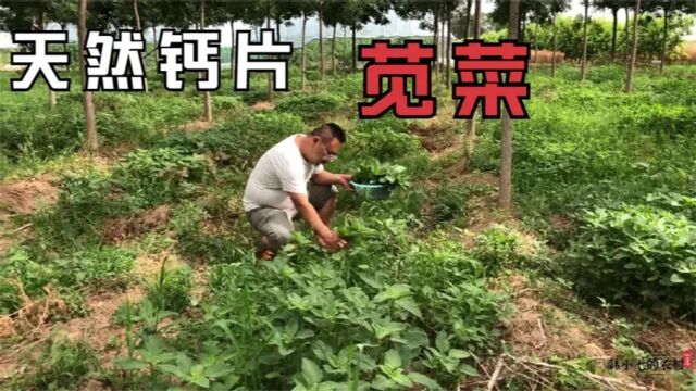 适合小孩老人吃的野菜,人汉菜也称高钙菜,来认识下遇见可别错过