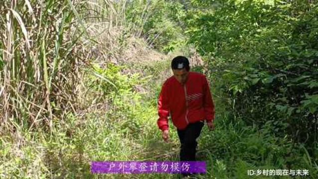 实地探寻:天宝寨村山上的古老寨子