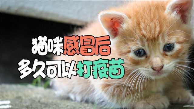 猫咪感冒后多久可以打疫苗