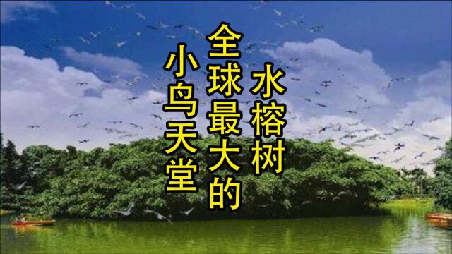 4月1日 国际爱鸟日 爱鸟始于心 护鸟始于行 新会小鸟天堂 让爱的翅膀自由飞翔 向长期的善人们 # 爱护环境保护动物