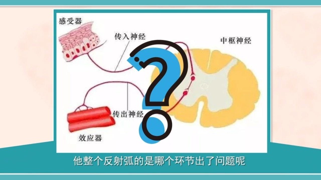 认识你的神经系统