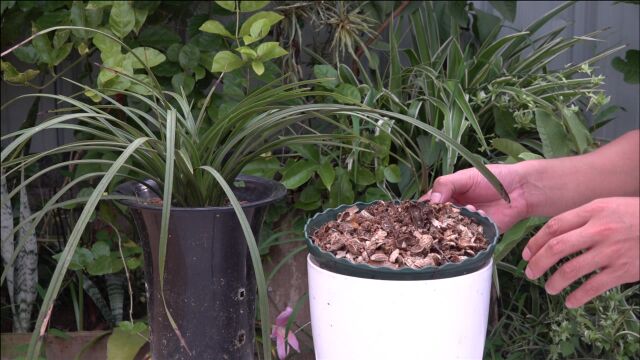 养兰黄金植料花生壳,如何腐熟效果最好?高手教你2招