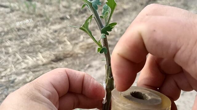 树状菊花嫁接方法,嫁接方法很简单,挑选砧木有讲究