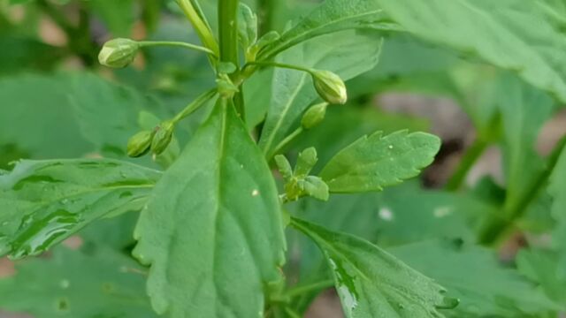 这种植物长得很漂亮,它叫野甘草,是一种野生中草药,认识一下吧