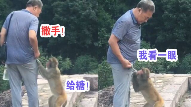 遭遇猴子“抢劫”!游客逛园区被猴子拽住,下一幕网友愤怒了