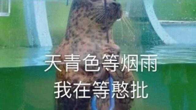 这是一个悲伤的回忆