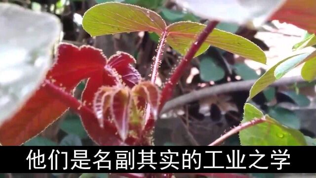 “石油树”究竟有多强?果实含油量高达80,1公顷可产27吨树油