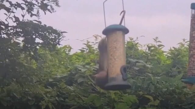 实拍罕见“杂技表演”:硕鼠爬晾衣绳偷鸟食 高空倒挂“走钢丝”