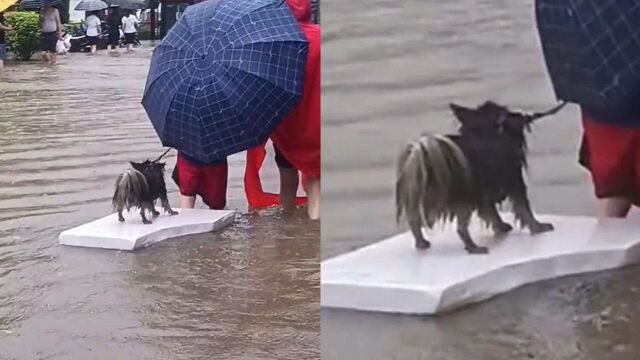 郑州一主人暴雨中担心狗狗被淹,自制泡沫船运送狗狗,画面太有爱