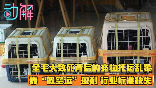 金毛犬致死背后的宠物托运乱象:靠“假空运”盈利 行业标准缺失