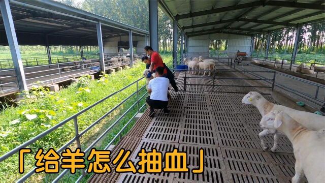 山西大叔买了10只种公羊,抽血化验实拍,原来很简单,新手学习下