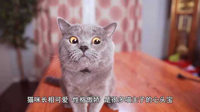 猫咪每天都来看望锦鲤,开心得不得了,猫咪:我就看看,我不吃!