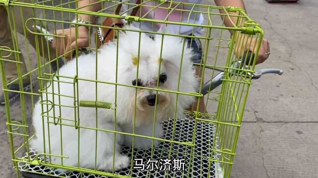 冷门犬马尔济斯,大姐张口就是7000,确定要再谈价!不然就免谈!