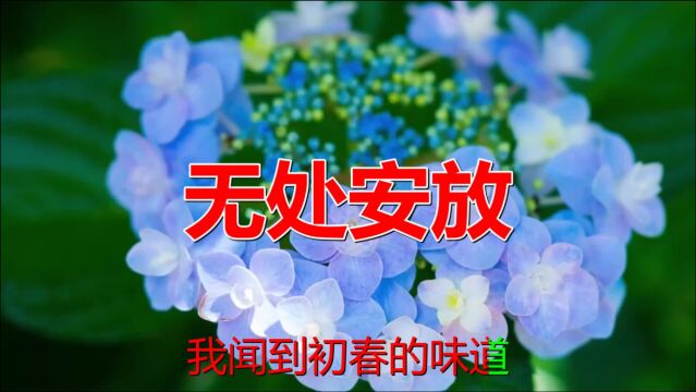 经典老歌:《无处安放》歌曲旋律动听优美,歌词有诗情画意