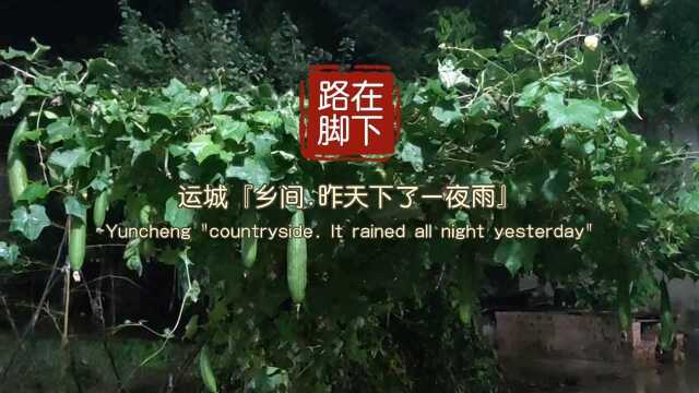 运城『乡间.昨天下了一夜雨』天气预报强降雨,雨打了丝瓜藤