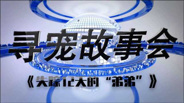 上海找猫:猫咪丢失12天苦寻无果,宠物侦探出动寻猫立竿见影!