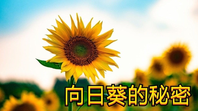 为什么向日葵会朝向太阳生长?答案在这里#知识ˆ’知识抢先知#