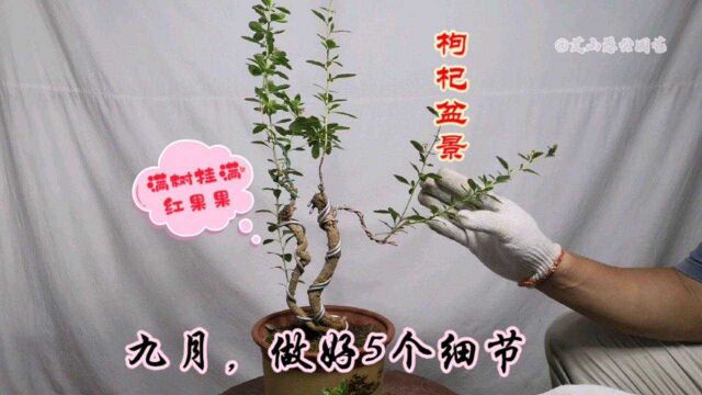 九月,枸杞盆景2次开花结果,做好5个细节!满树挂满喜人红果果