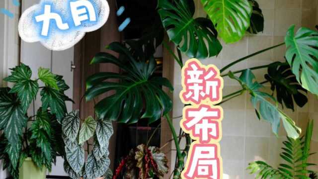 秋日阳台小花园的新布局