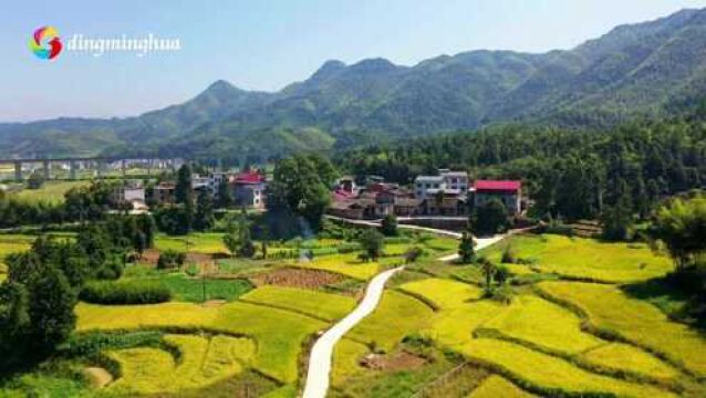 航拍铅山:秋到山村紫溪罗家辿,梯田绕村