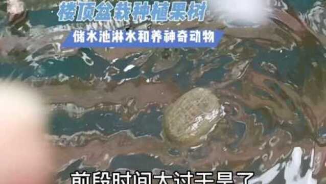 楼顶盆栽种植果树储水池淋水和养神奇动物#果树 #有机农业 #阳台盆栽