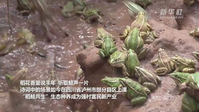 老乡和你唠丨稻田里养蛙 富民顶呱呱