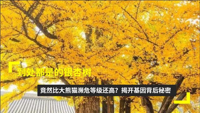 满城的银杏树,竟然比大熊猫濒危等级还高?揭开基因背后的秘密