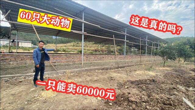 浙江老板异乡养殖60只“西门达尔”,一只能卖60000元,三年收入270万