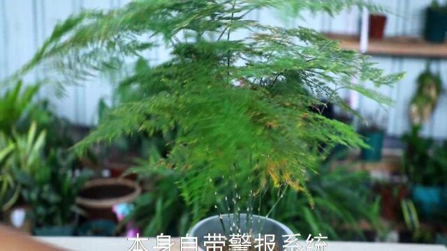 高手为啥喜欢养文竹?原来有“隐藏”作用,太强了