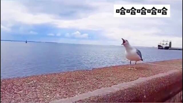 海鸥嘲笑落水同伴一副小人得志的样子太好笑了动物都成精了