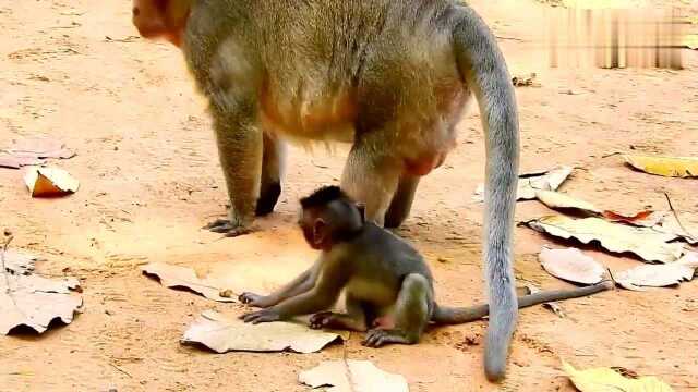 小猴抓不住妈妈,摔倒在地上,大意的妈妈差点踩到它论文