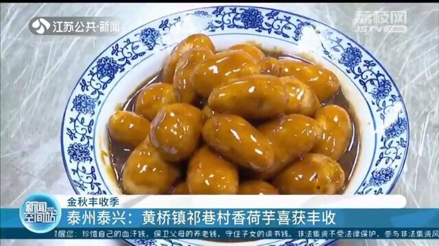 致富“香饽饽” 泰州泰兴:黄桥镇祁巷村香荷芋喜获丰收