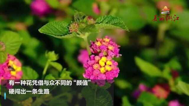 一朵花开出好几种颜色,马缨丹在花丛中格外出挑