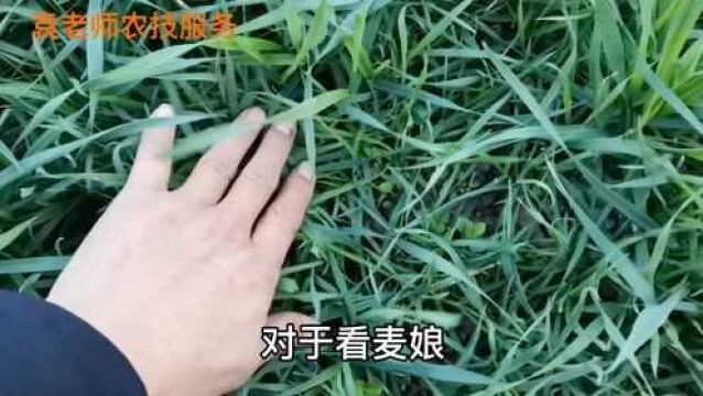 麦田为什么不用封闭性除草剂,到底哪个除草剂除草效果好