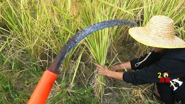 广西广东农村生活:割稻谷最传统的方法你们会不会呢?真是太辛苦