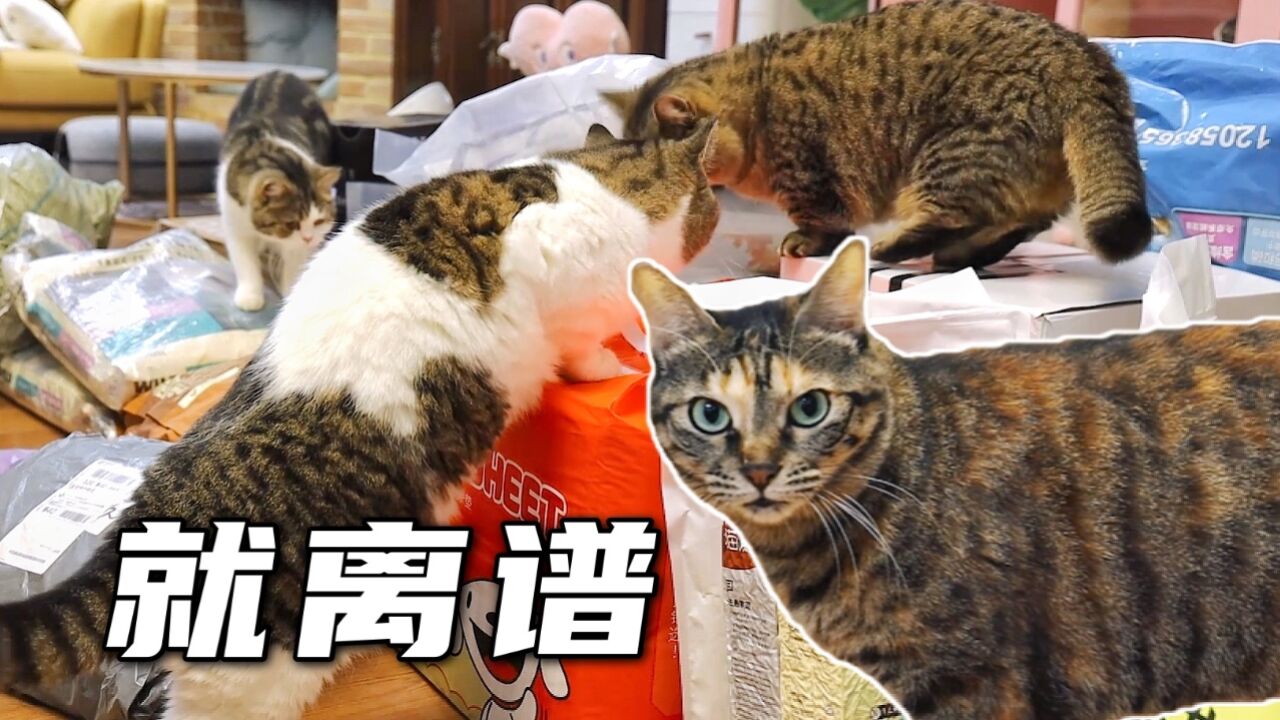 半个月攒32个包裹一次开到爽,话痨猫怒怼主人:猫粮迟早被败光