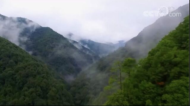 哀牢山系国家级保护区 曾有“熊出没”