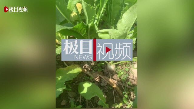 【视频】第一批沙地萝卜上市,农户不再为销路发愁