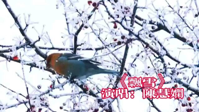 经典老歌《飘雪》