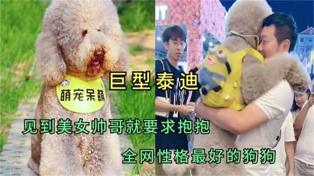 巨型泰迪:站起来和人一样高,性格却非常好,见到美女就要求抱抱