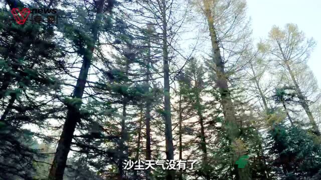 绿色先行者 | 邮储银行助力岢岚县打造生态造林致富的绿色之路