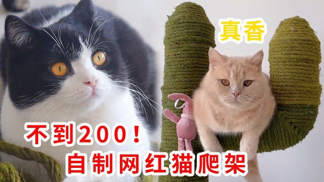 自制网红猫爬架,4只猫咪着急验收成品:一碰就上瘾