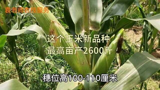 这个玉米新品种,最高亩产2600斤,国家三大主产区审定,15个省种植