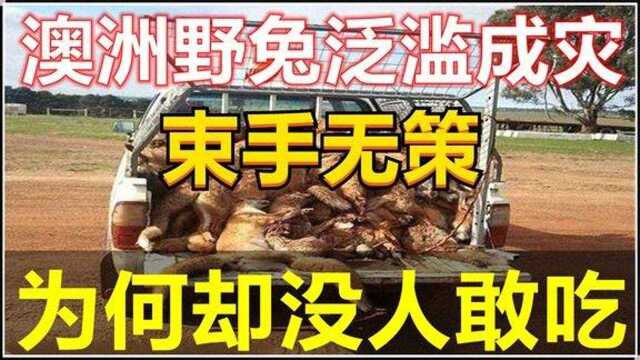 澳大利亚100亿野兔“泛滥成灾”体重近百斤,当地人为何不吃