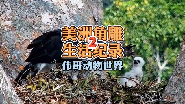 纪录中南美洲角雕世界上最大的猛禽的成长,猴子、树懒.